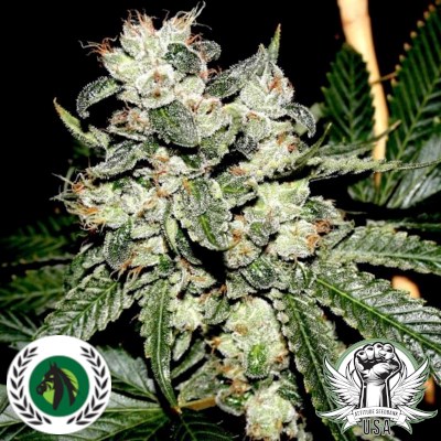 DarkHorse Genetics Seeds Bruce Banner F2