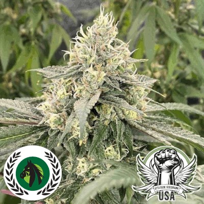 DarkHorse Genetics Seeds Mind Ztone