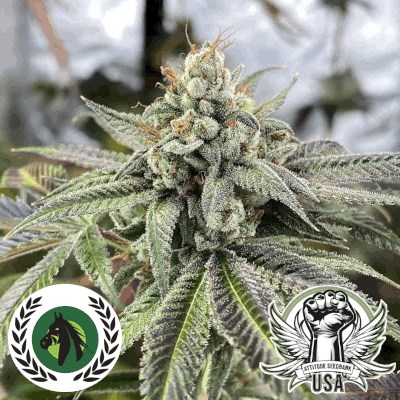 DarkHorse Genetics Seeds Reality Ztone