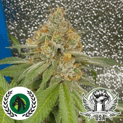 DarkHorse Genetics Seeds Space Ztone