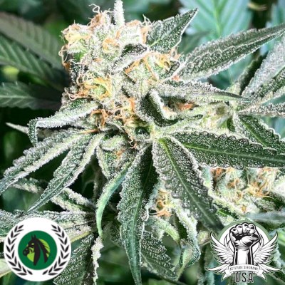 DarkHorse Genetics Seeds Royal Hulk