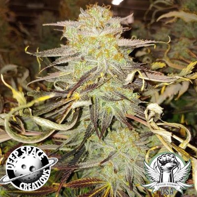 Deep Space Creations Seeds Knockout Chem