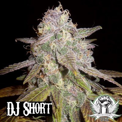 attitude usa dj short blueberry flo mix blueberry 400x400_400x400.jpg