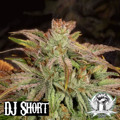 DJ Short Seeds Flo F5