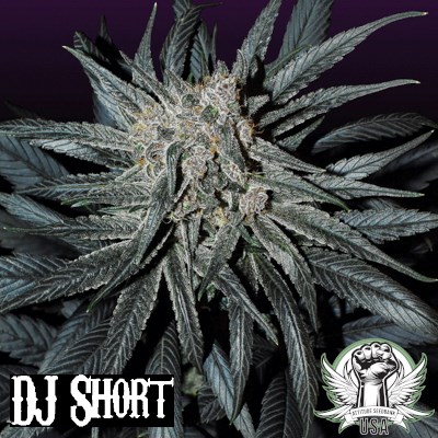 DJ Short Seeds Coco Bubble F6