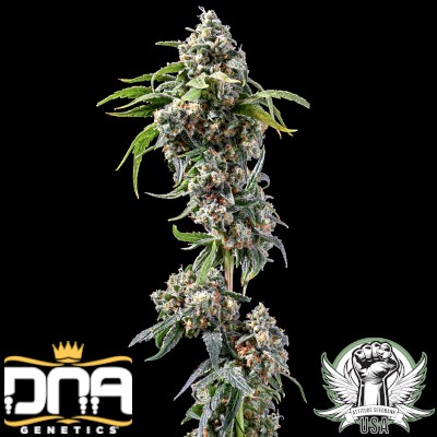 attitude usa dna genetics chocolope 2_400x400.jpg