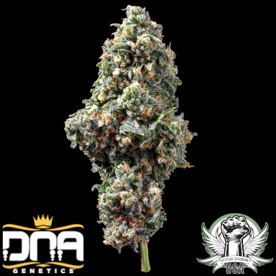 attitude usa dna genetics chocolope 3_400x400.jpg