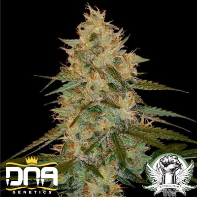 DNA Genetics Seeds Chocolope Kush