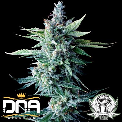 DNA Genetics Seeds Miss DNA AUTO