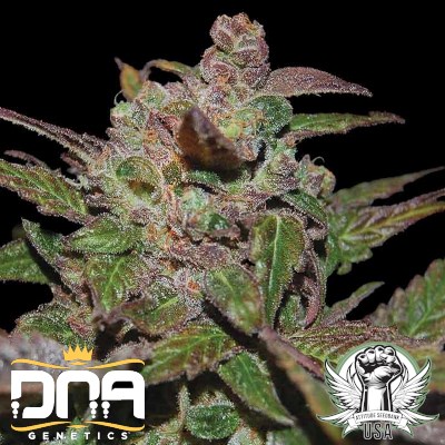 DNA Genetics Seeds Purple Wreck AUTO