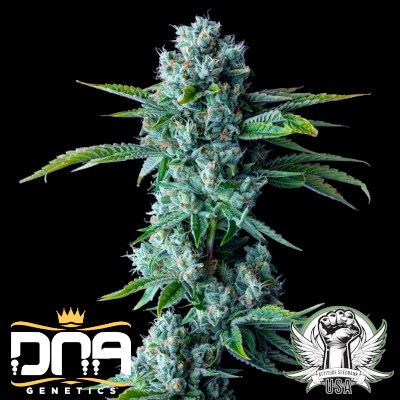 DNA Genetics Seeds Skywalker Kush