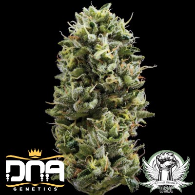 DNA Genetics Seeds Snack Pack