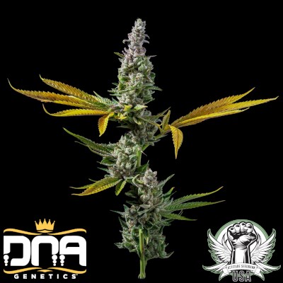 attitude usa dna genetics strawberry banana s1 1_400x400.jpg