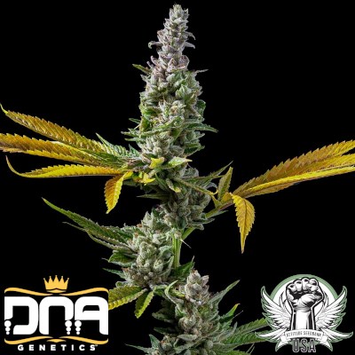 attitude usa dna genetics strawberry banana s1 2_400x400.jpg