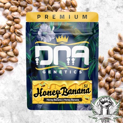 DNA Genetics Seeds Honey Banana S1