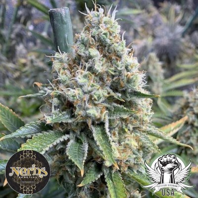 Nerds Genetics Seeds Dr. Hoffman F4