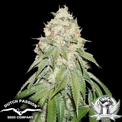 Dutch Passion Seeds Banana Blaze