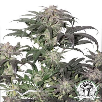 Dutch Passion Seeds Bubba Island Kush