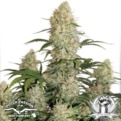 Dutch Passion Seeds Critital Orange Punch AUTO