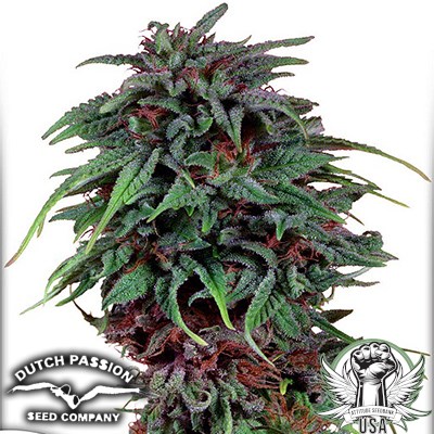 Dutch Passion Seeds Durban Poison