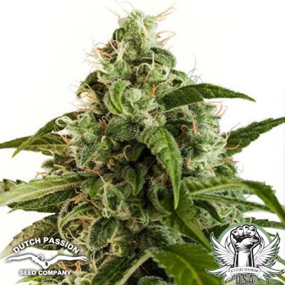 Dutch Passion Seeds Euforia AUTO