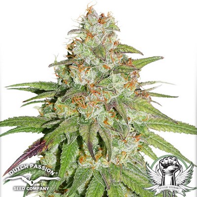 Dutch Passion Seeds Glueberry OG