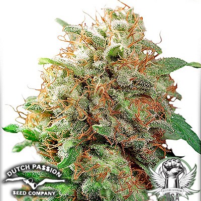 Dutch Passion Seeds Mazar