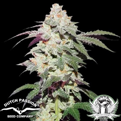 Dutch Passion Seeds Skywalker Haze