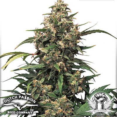 Dutch Passion Seeds Strawberry Cough