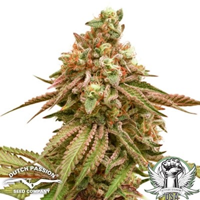 attitude usa dutch passion tropical tangie 2_400x400.jpg