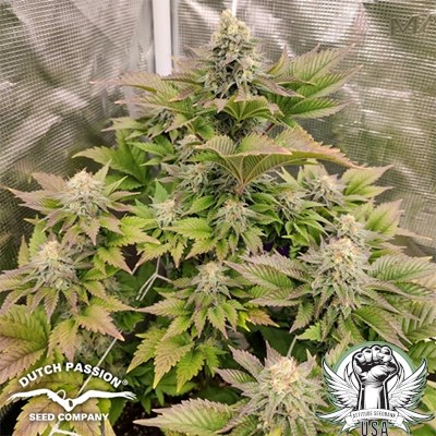 attitude usa dutch passion tropical tangie 3_400x400.jpg