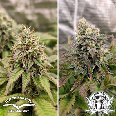 attitude usa dutch passion tropical tangie 4_400x400.jpg