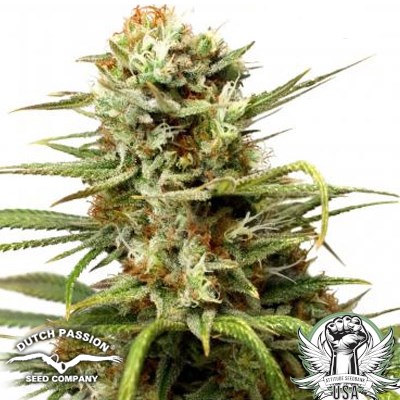 Dutch Passion Seeds White Widow AUTO