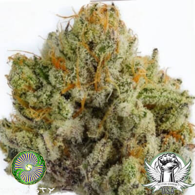Dynasty Genetics Seeds Black Watermelon