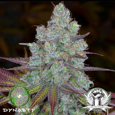 Dynasty Genetics Seeds AlpenGlow