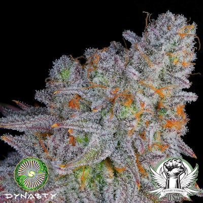 Dynasty Genetics Seeds Black Blue Magoo V2