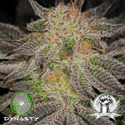 Dynasty Genetics Seeds Blue Magoo BX3