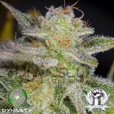 Dynasty Genetics Seeds Bluniverse