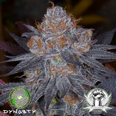 Dynasty Genetics Seeds Galactic Punch