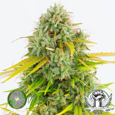 Dynasty Genetics Seeds Kali Snapple BX3