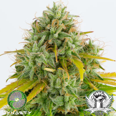 attitude usa dynasty genetics kali snapple bx3 2_400x400.jpg