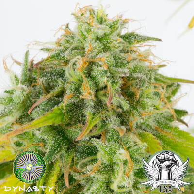attitude usa dynasty genetics kali snapple bx3 3_400x400.jpg