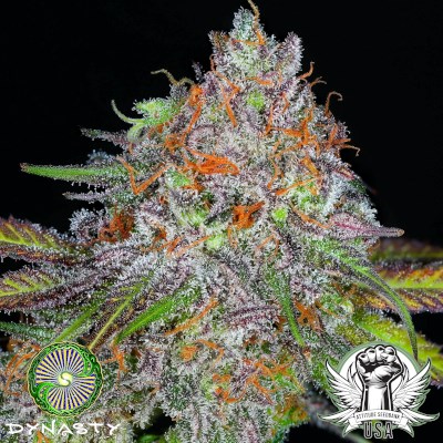 Dynasty Genetics Seeds Kali Snapple Grapefruit