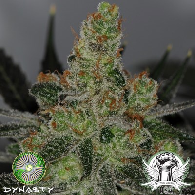 Dynasty Genetics Seeds Ms. Universe F2