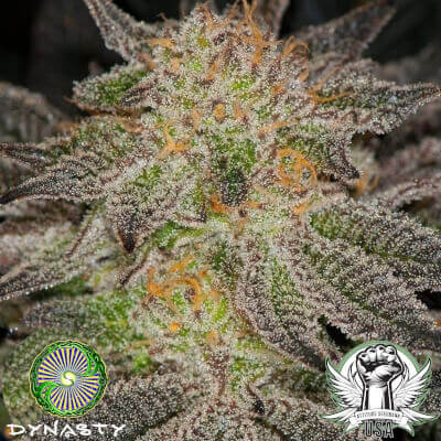 Dynasty Genetics Seeds Violet Magoo