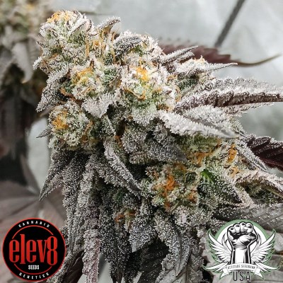 Elev8 Seeds 2 B Blunt
