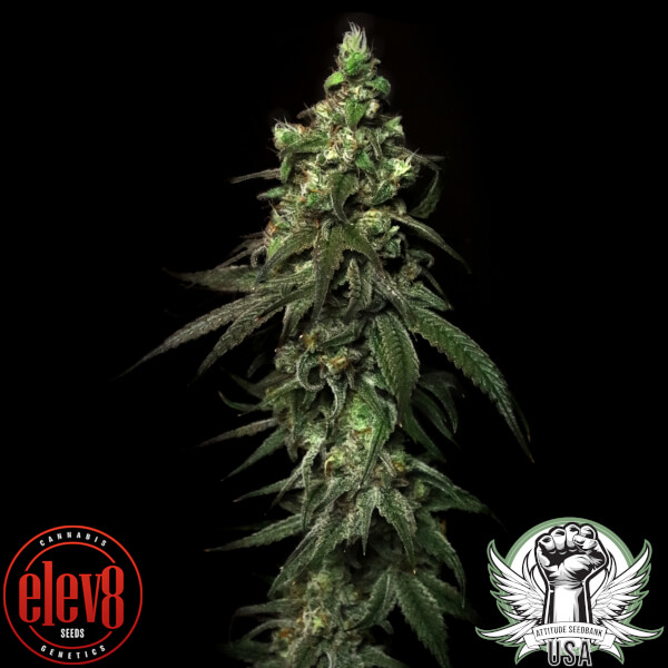 attitude usa elev8 blitzed 1_600x600.jpg