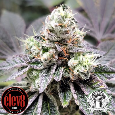 Elev8 Seeds Coco-Nutty