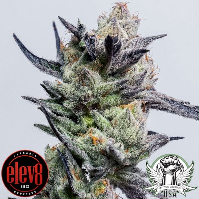 Elev8 Seeds Huckleberry Punch