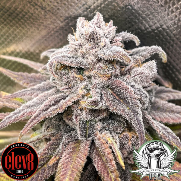 attitude usa elev8 snoops punch_600x600.jpg